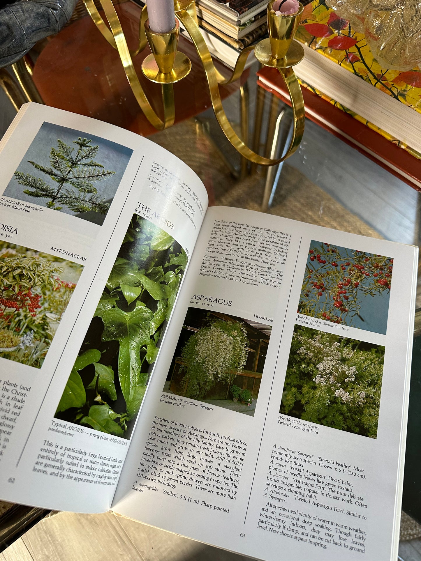 Vintage What Indoor Plant Is That Hardcover Book
