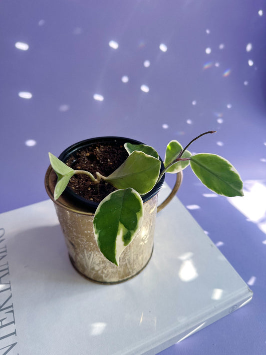 1980s Brass Floral Embossed “Watering Can” FTDA Planter
