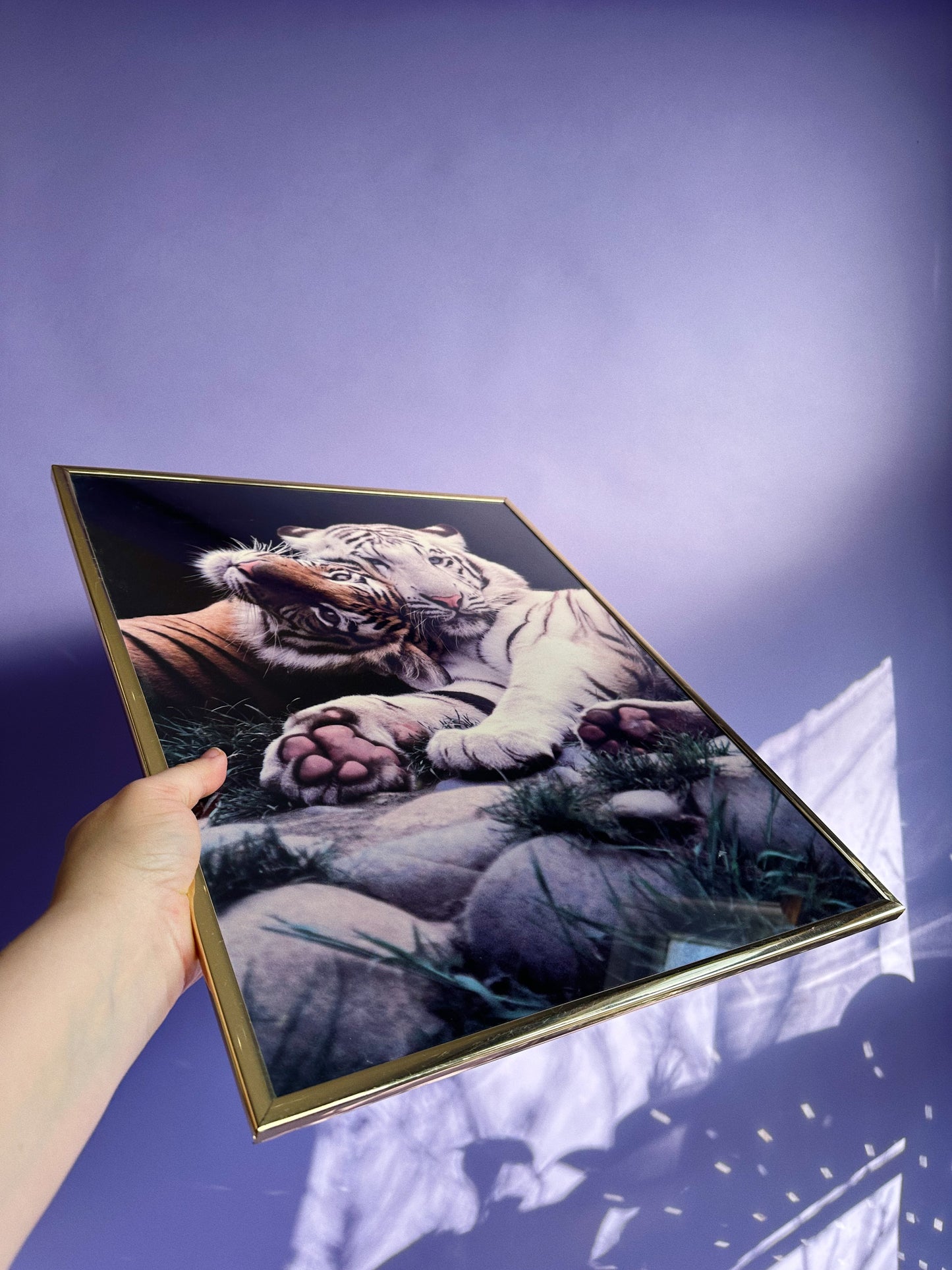 Brass Framed 1991 Impact Vintage 90s White Tiger Tigers Poster Ron Kimball