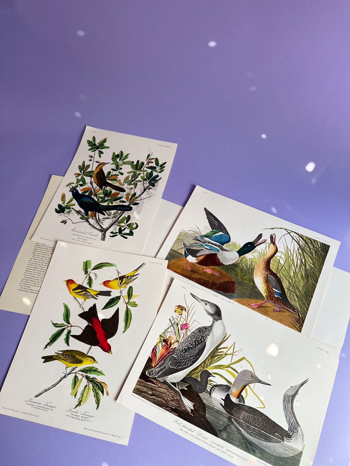 Vintage Set of 8 Audubon Bird Prints