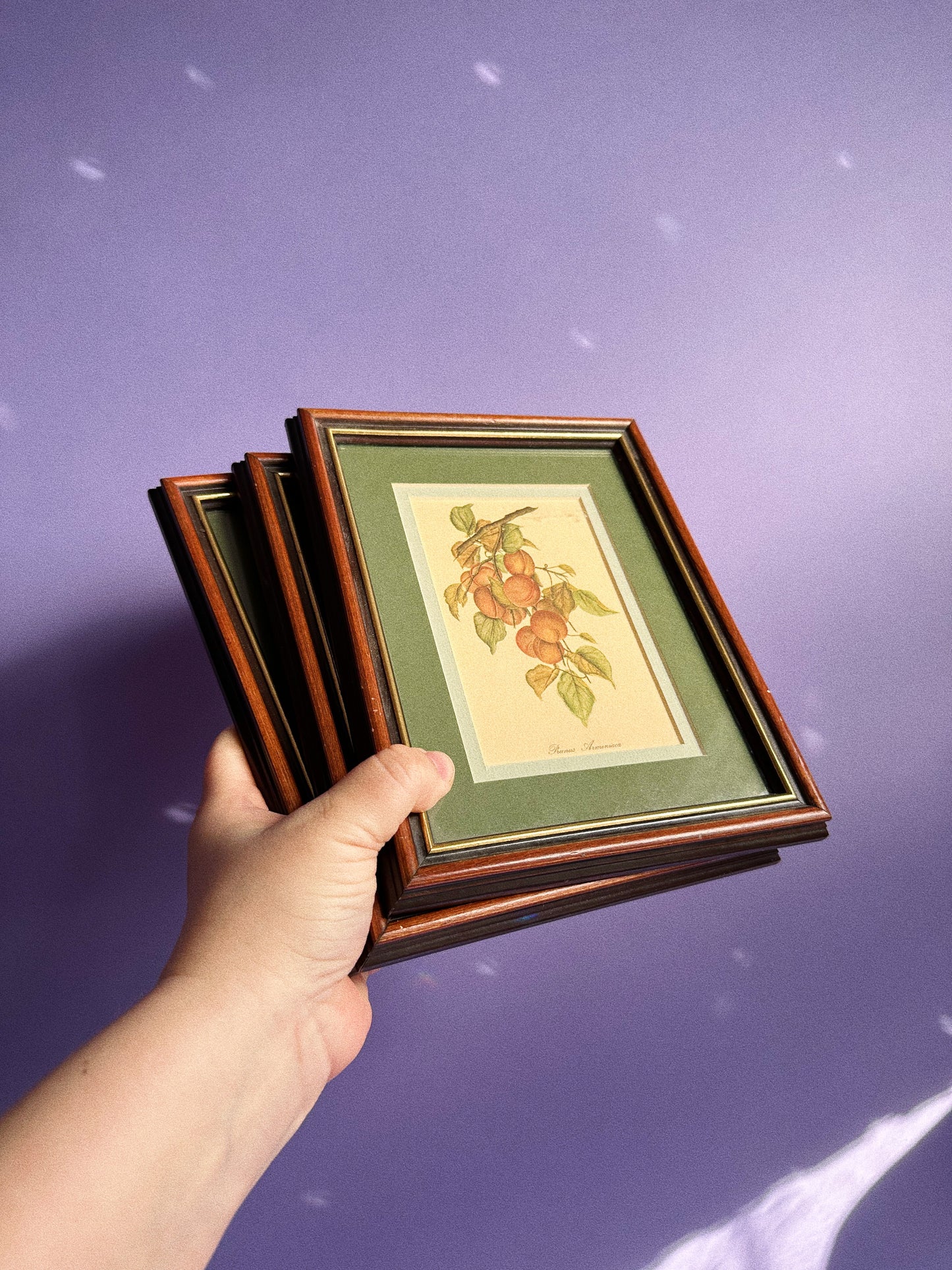 Set of Three Vintage Matte Framed Fruit Prints