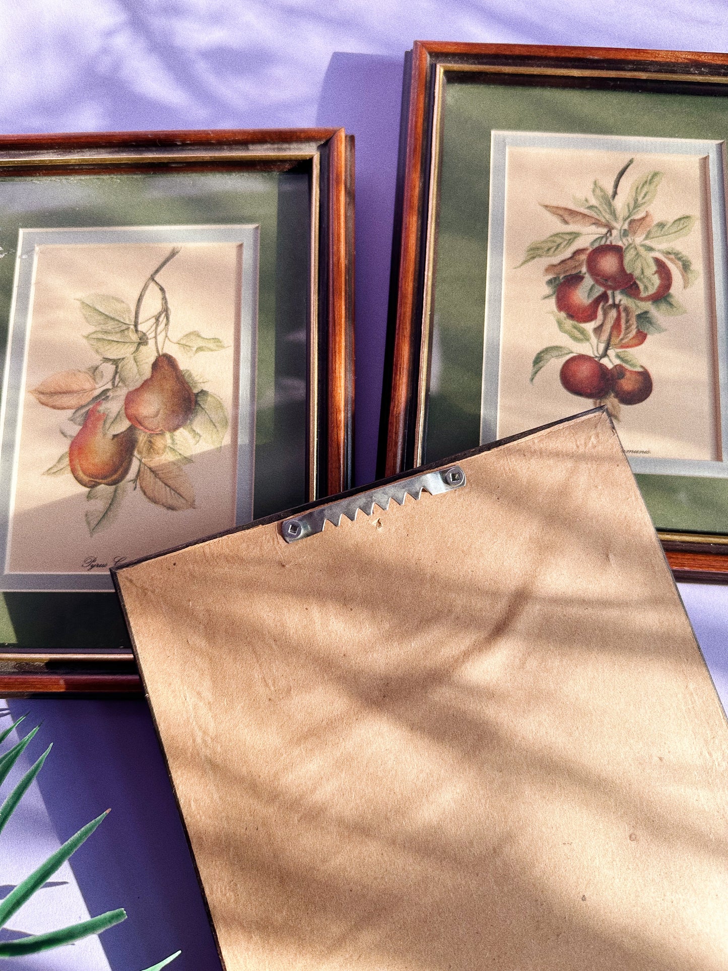 Set of Three Vintage Matte Framed Fruit Prints