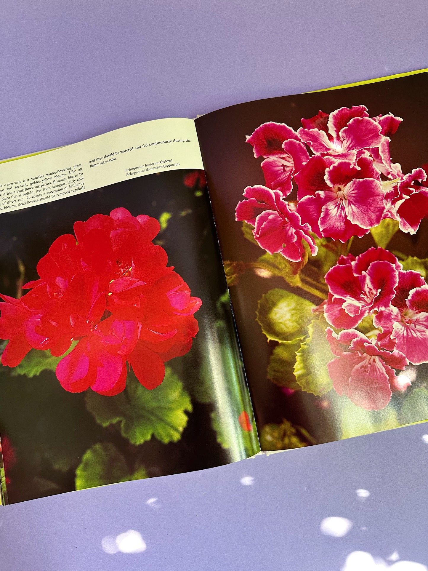 Vintage The Love of Indoor Plants Hardcover Coffee Table Book