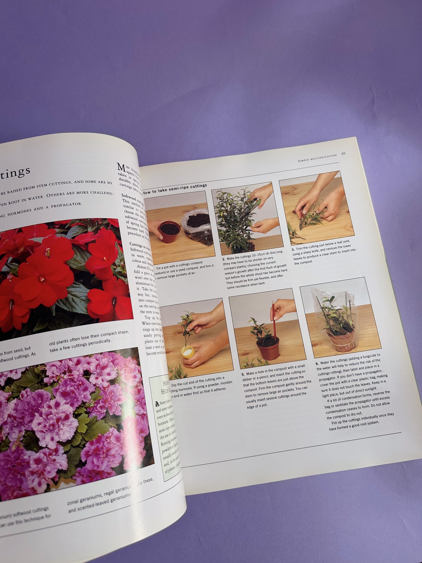 How to Have Happy Healthy Houseplants - Softcover Coffee Table Book