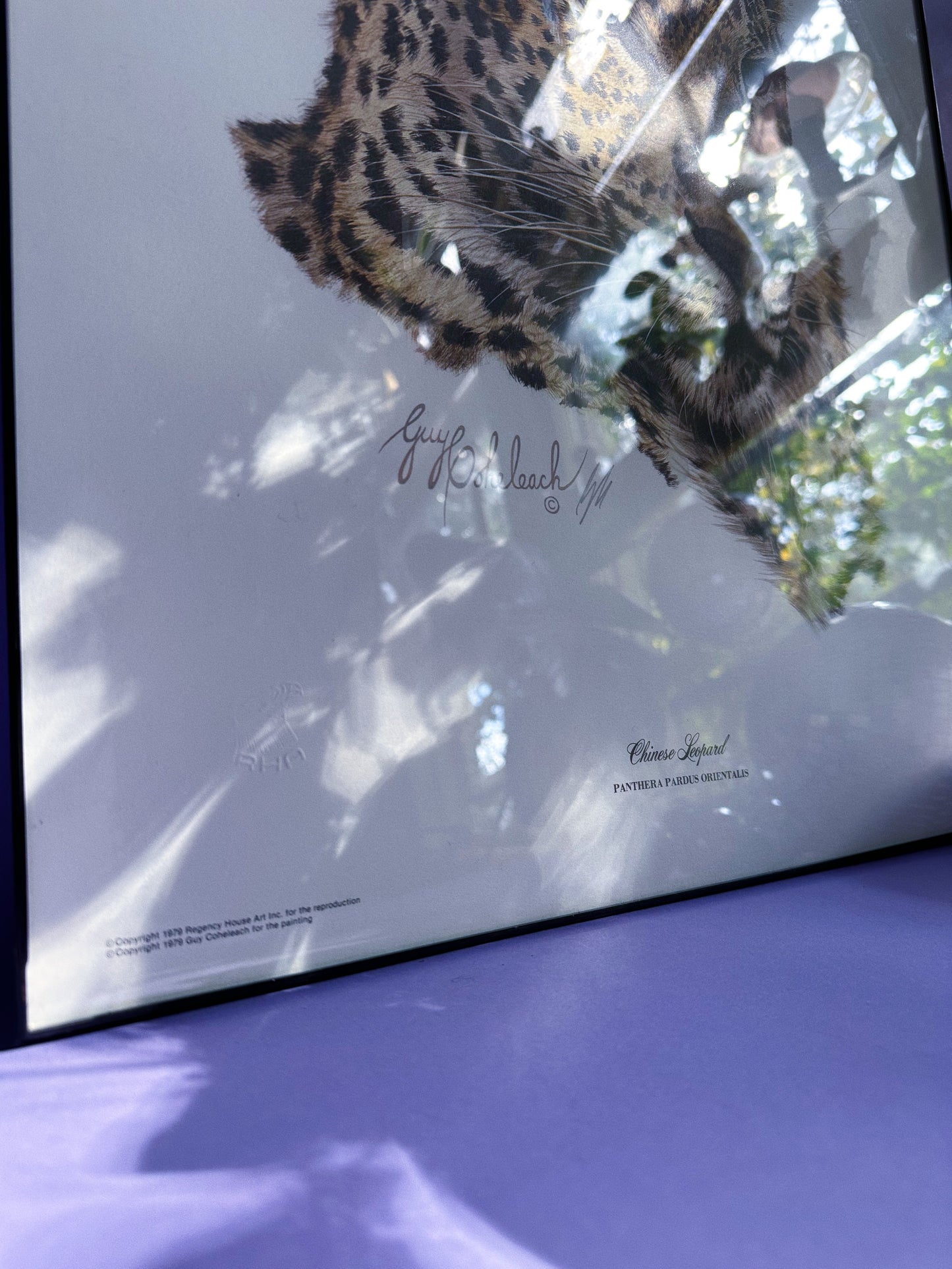 Framed Vintage Chinese Leopard Head Art Guy Coheleach Print Matted Signed