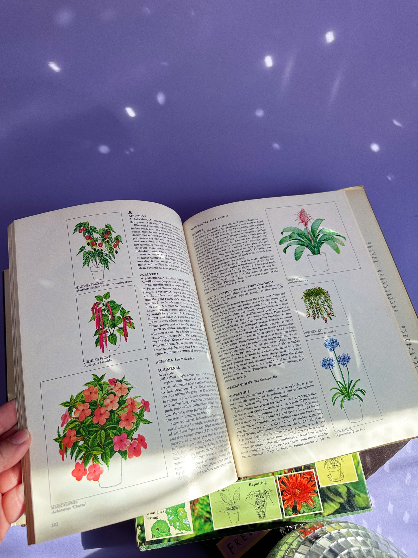 1971 Flowering House Plants Hardcover Book