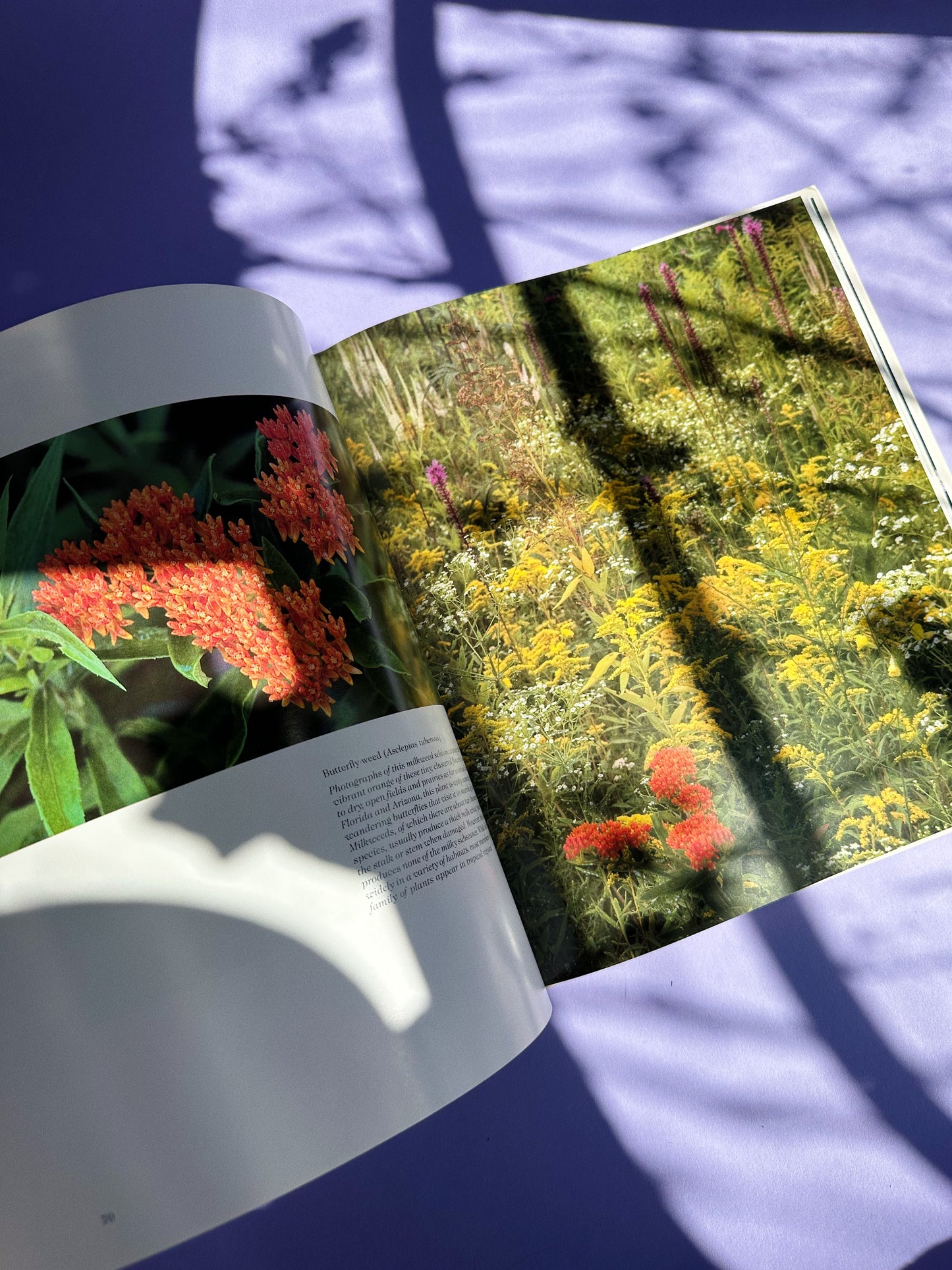 Vintage Wildflowers of Canada Hardcover Coffee Table Book