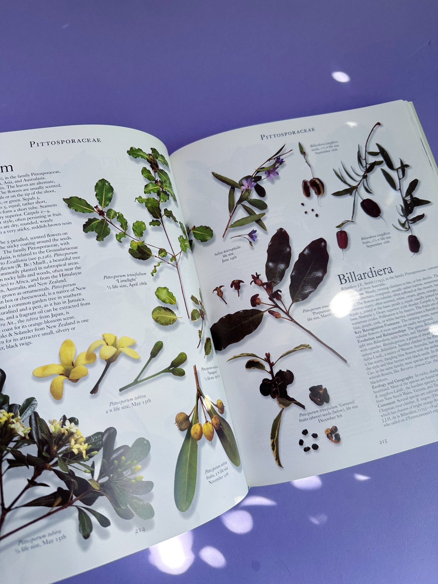 The Botanical Garden Trees & Shrubs Hardcover Coffee Table Book