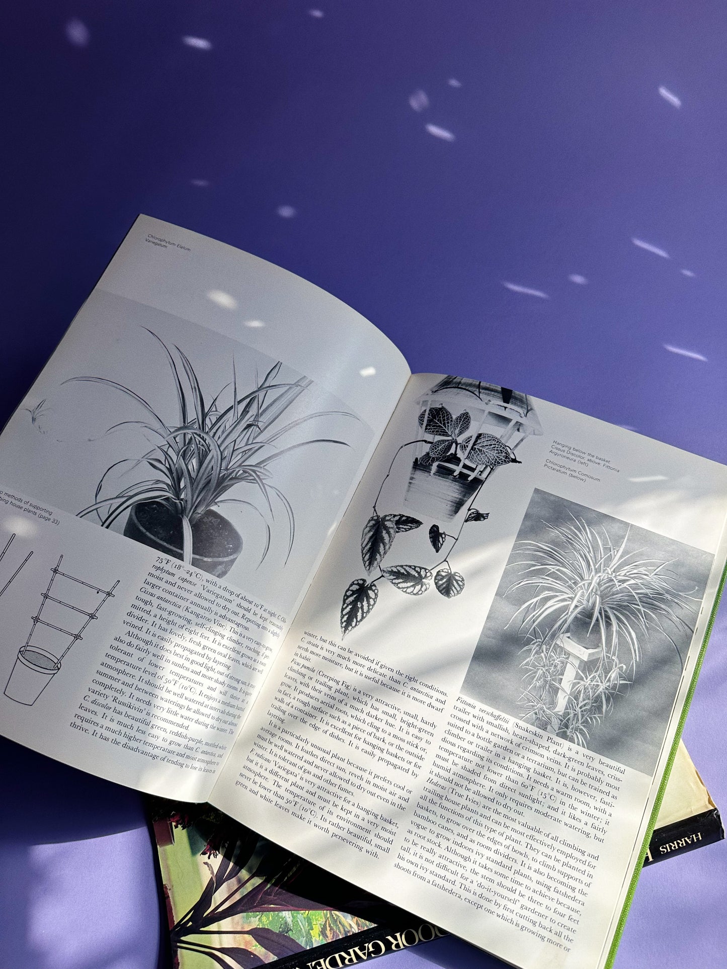 Houseplants & Indoor Gardening by Cyril C. Harris (1973, Hardcover)