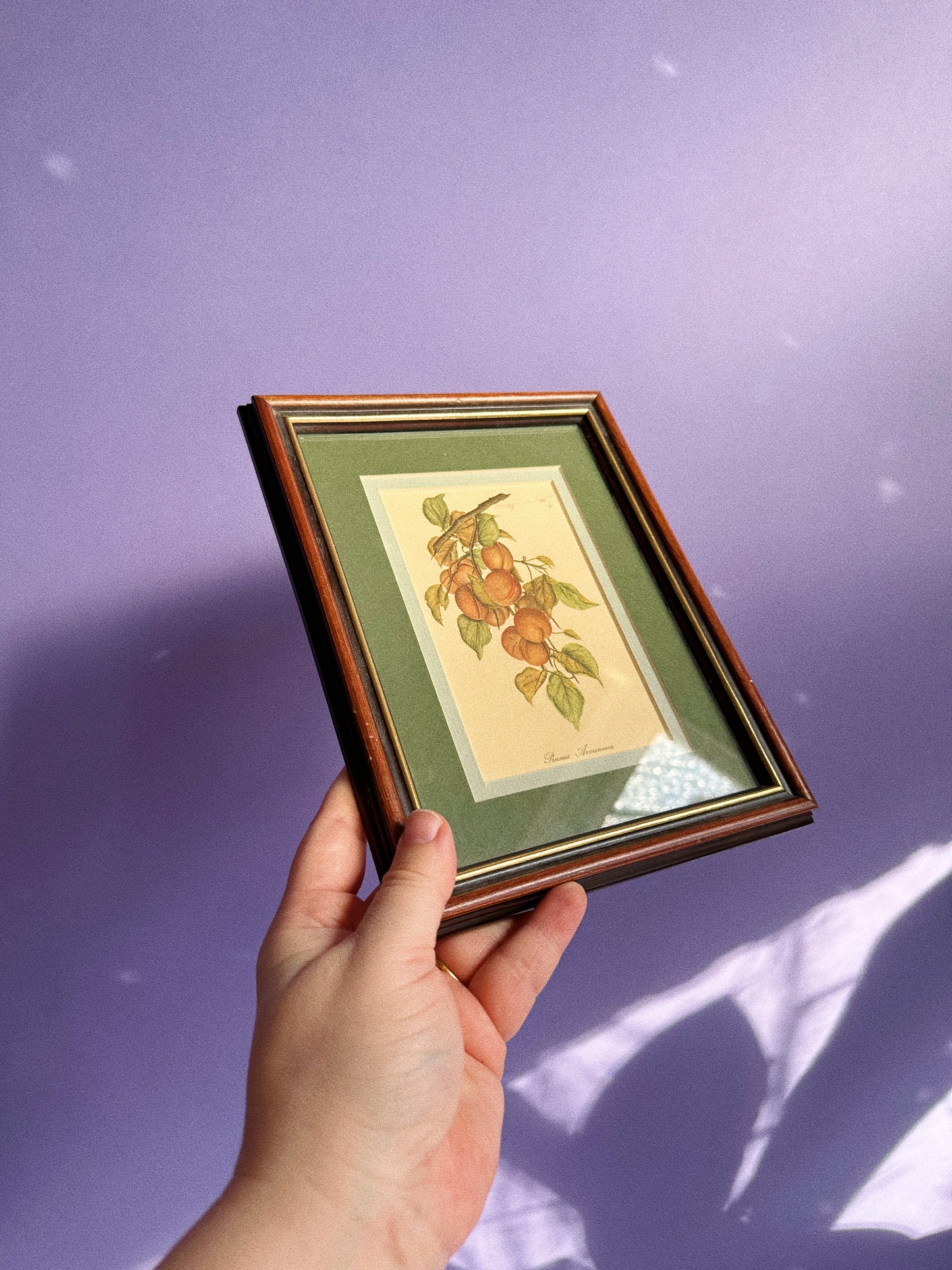 Set of Three Vintage Matte Framed Fruit Prints