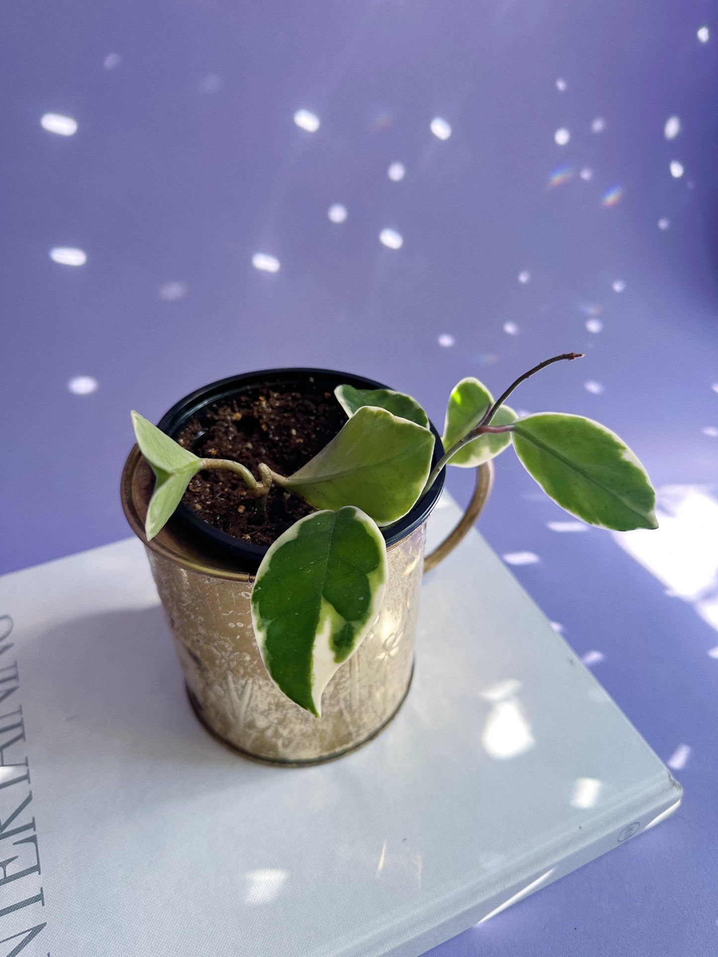 1980s Brass Floral Embossed “Watering Can” FTDA Planter