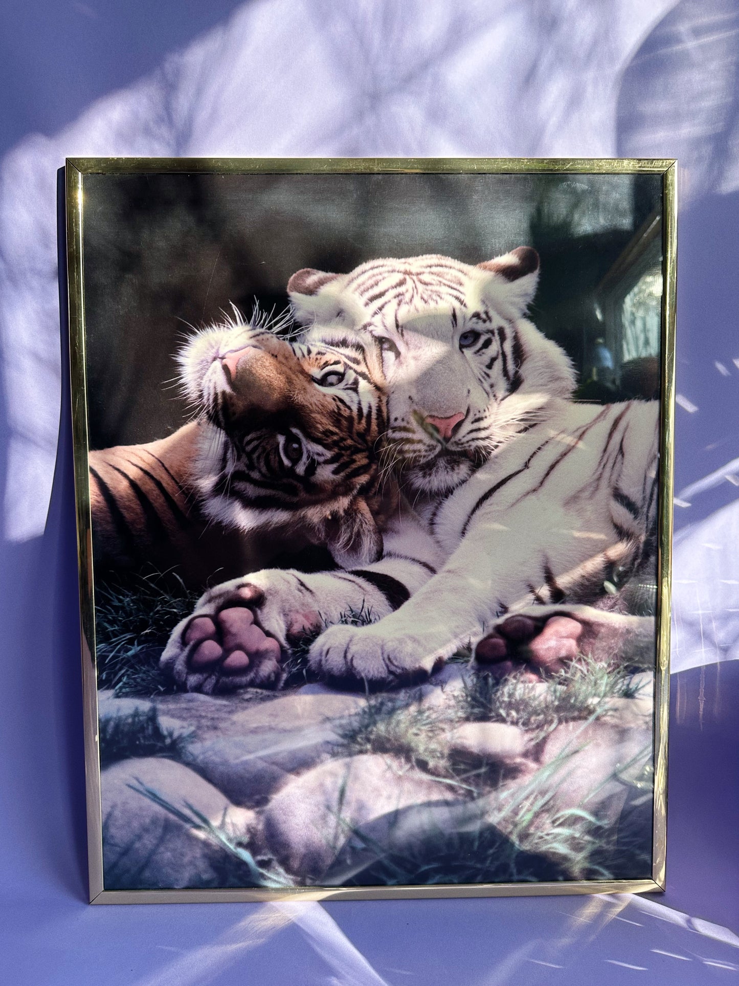 Brass Framed 1991 Impact Vintage 90s White Tiger Tigers Poster Ron Kimball