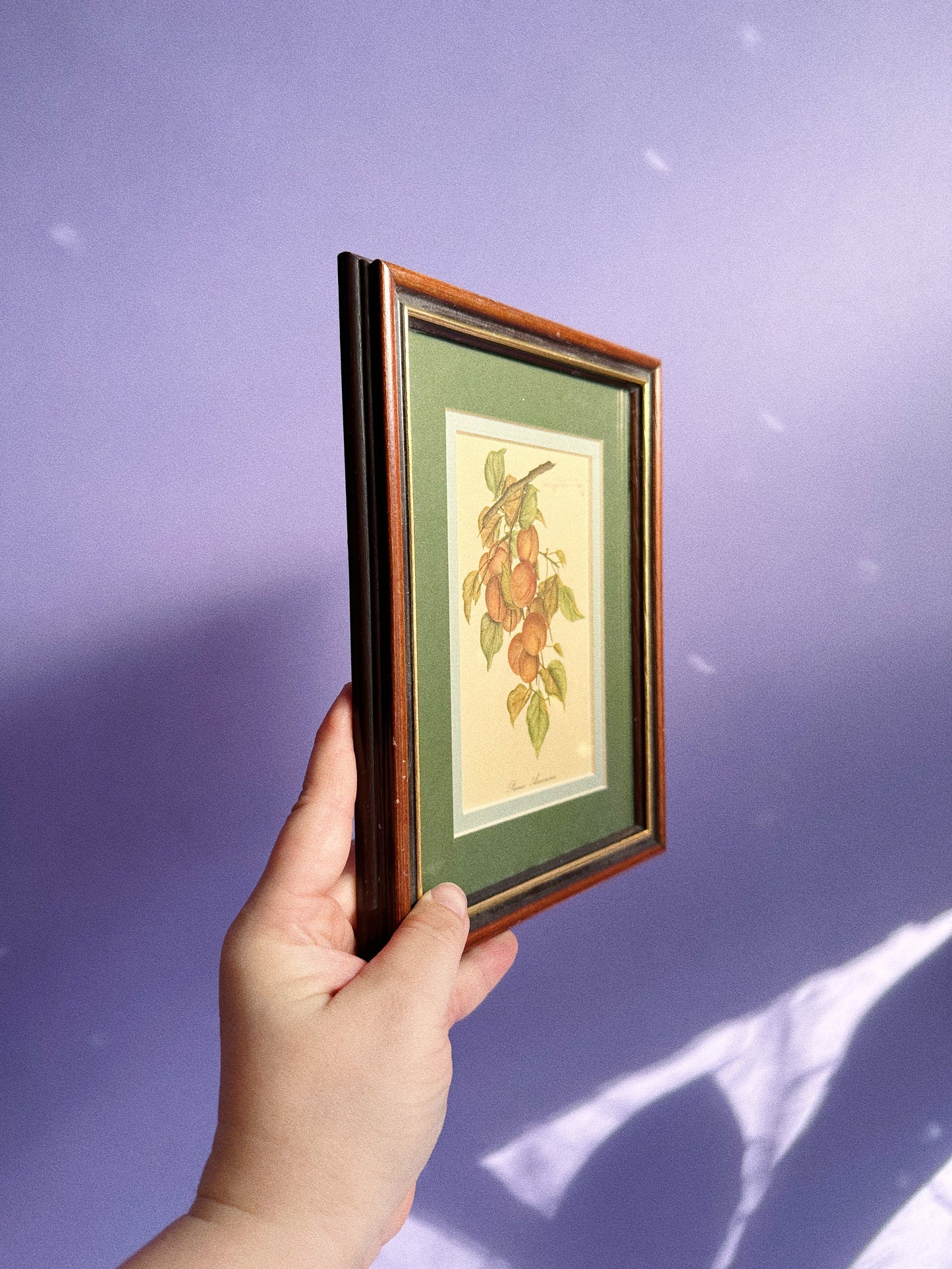 Set of Three Vintage Matte Framed Fruit Prints