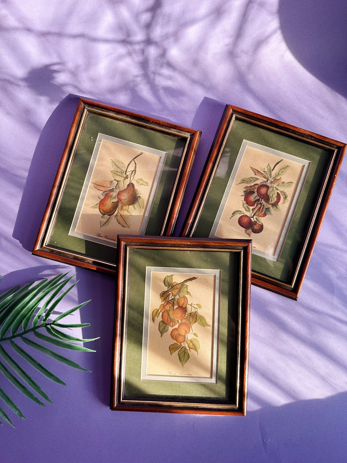 Set of Three Vintage Matte Framed Fruit Prints