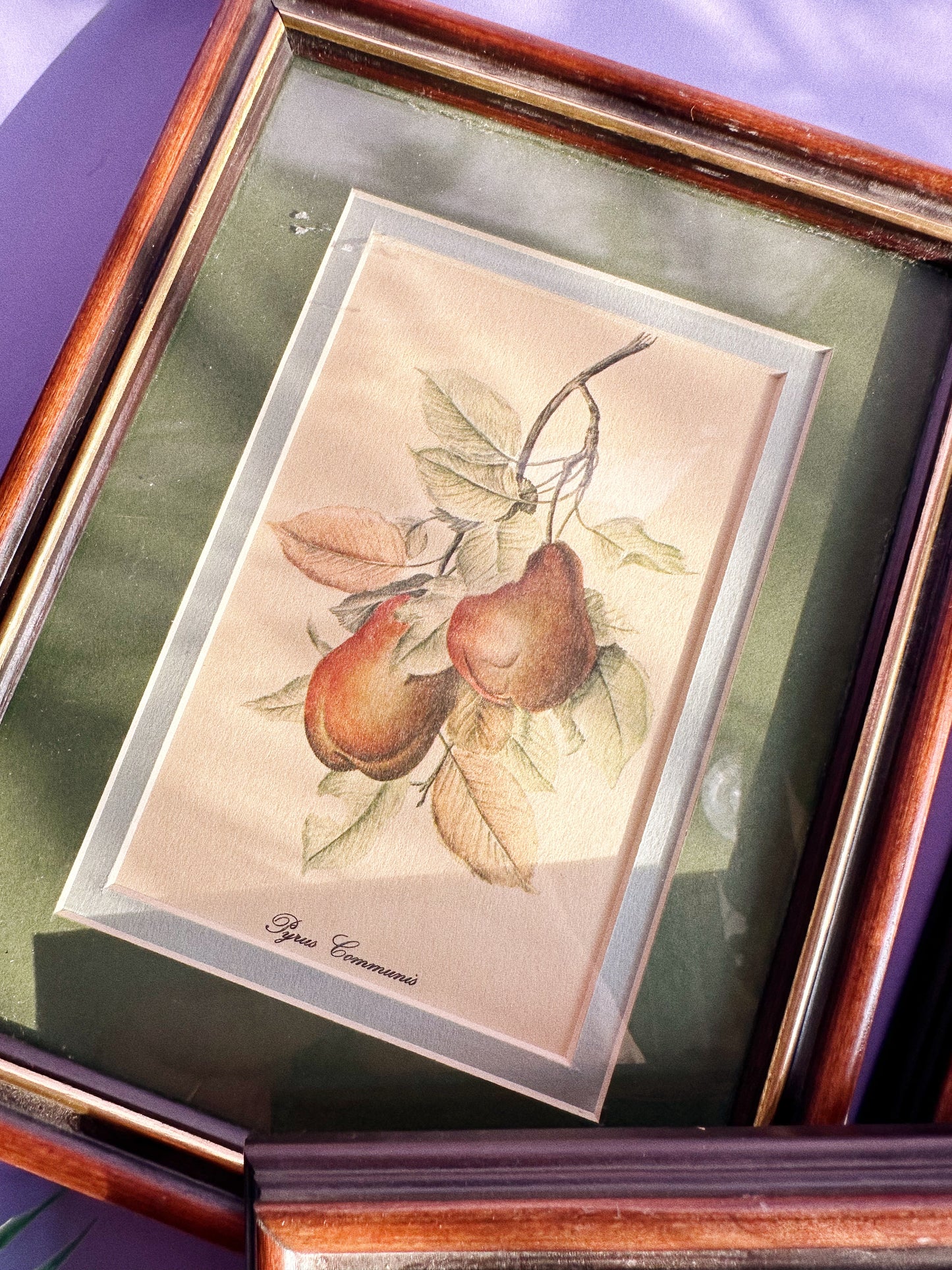 Set of Three Vintage Matte Framed Fruit Prints