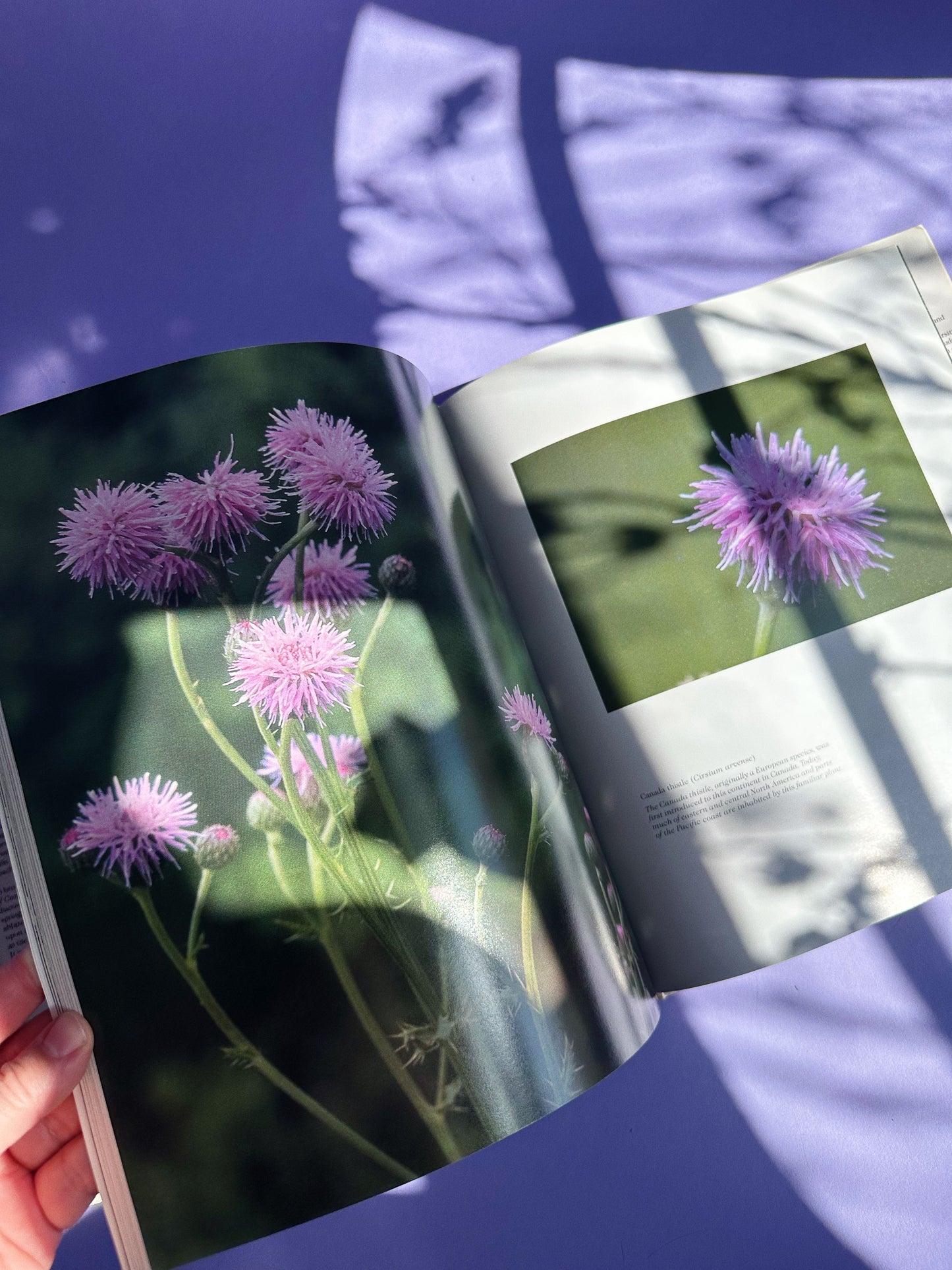 Vintage Wildflowers of Canada Hardcover Coffee Table Book
