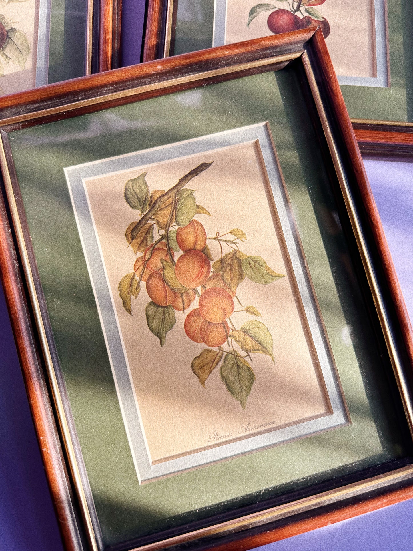 Set of Three Vintage Matte Framed Fruit Prints