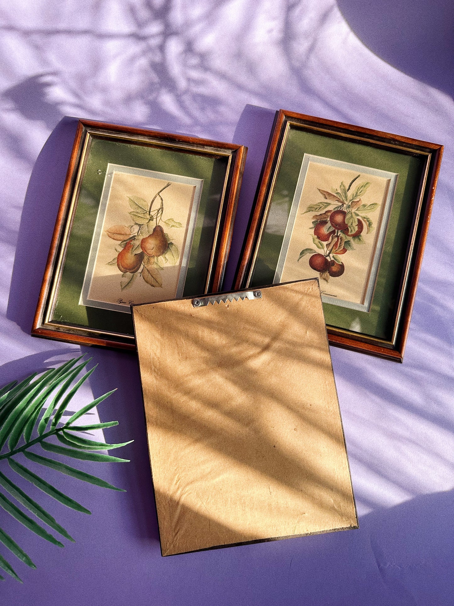 Set of Three Vintage Matte Framed Fruit Prints