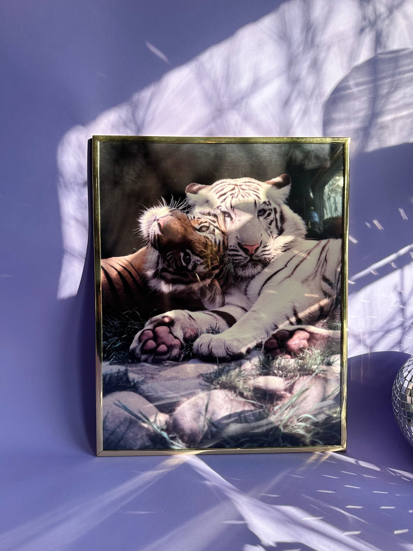 Brass Framed 1991 Impact Vintage 90s White Tiger Tigers Poster Ron Kimball