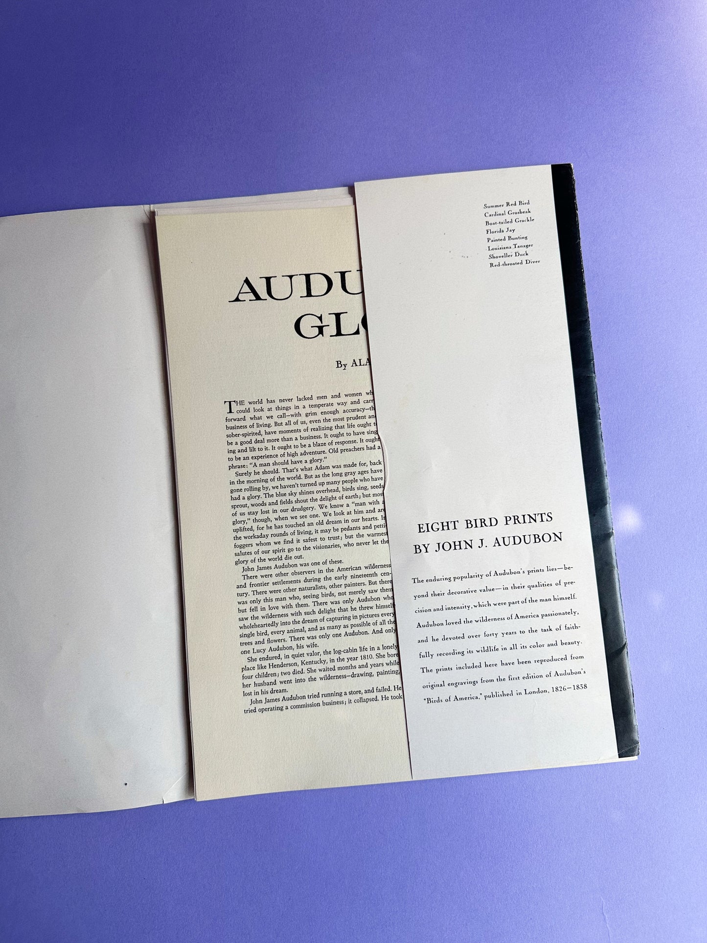 Vintage Set of 8 Audubon Bird Prints