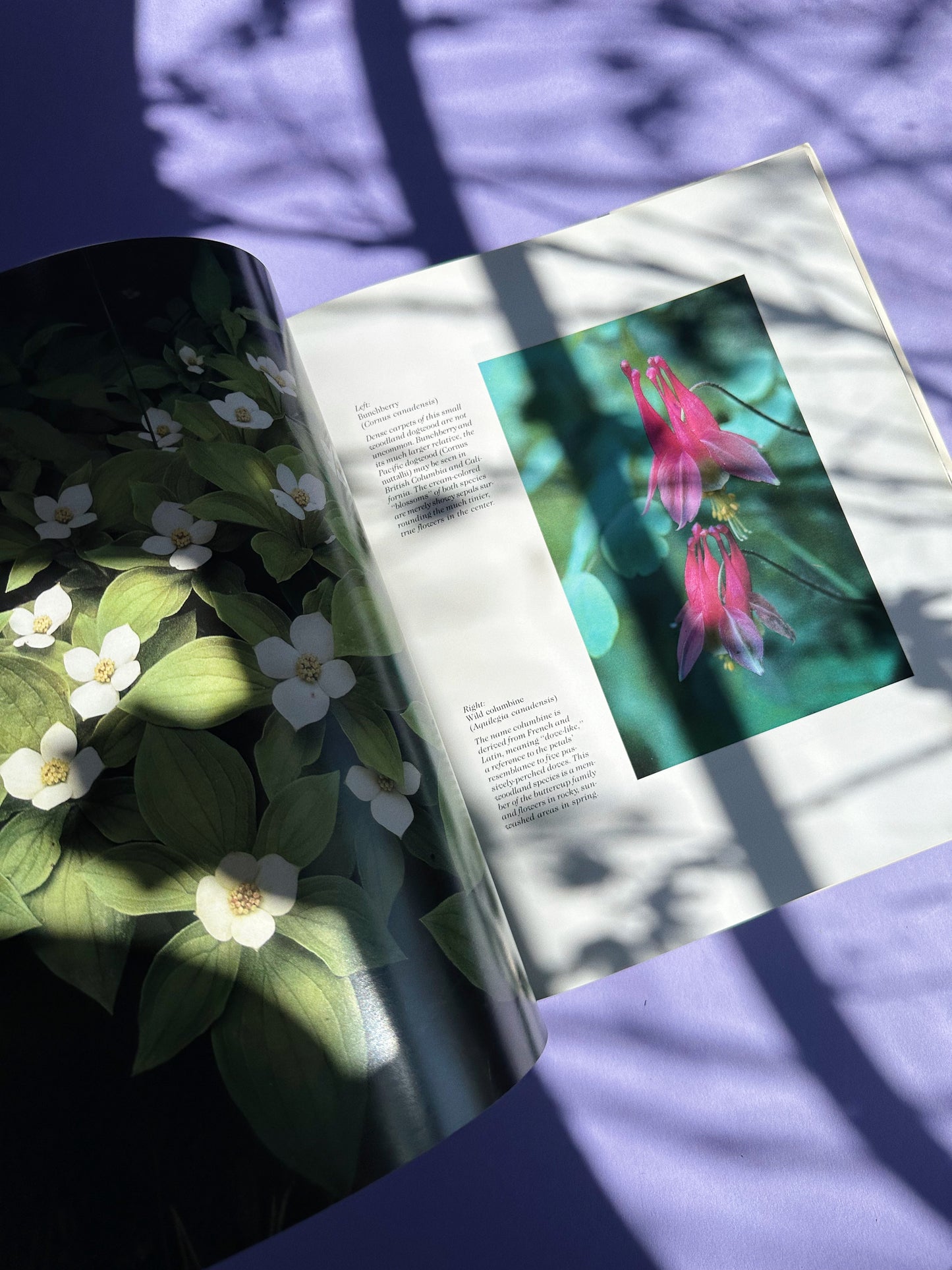 Vintage Wildflowers of Canada Hardcover Coffee Table Book